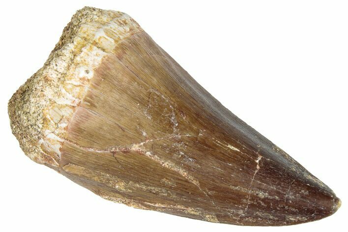 Fossil Mosasaur (Mosasaurus) Tooth - Morocco #286313